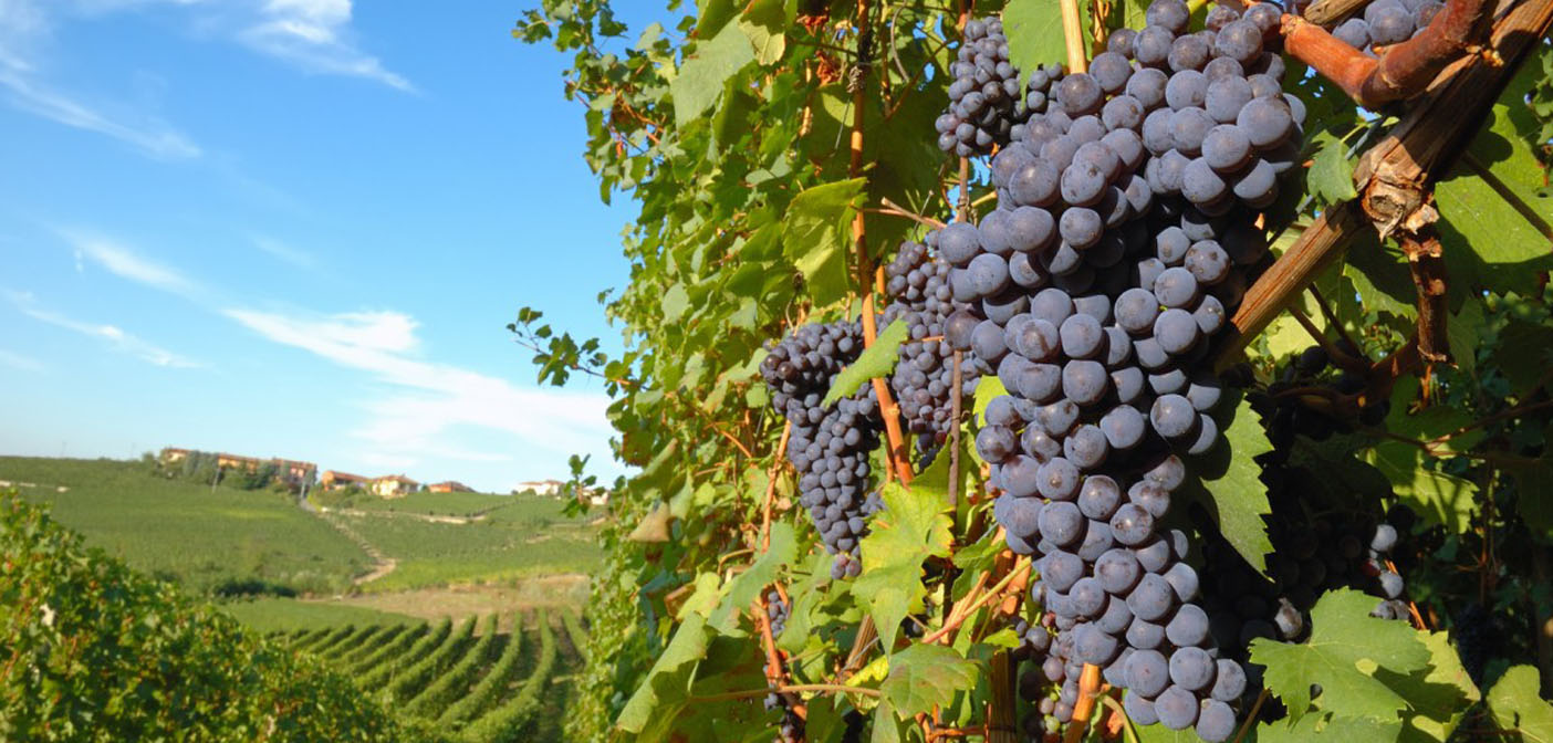 Можно кормящим виноград. Сбор винограда в Италии. Виноградная пора. Виноградные Поли в Грузии. Виноград в лучах солнца.